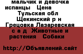 мальчик и девочка испанцы › Цена ­ 35 000 - Тульская обл., Щекинский р-н, Грецовка Лазаревская с/а д. Животные и растения » Собаки   